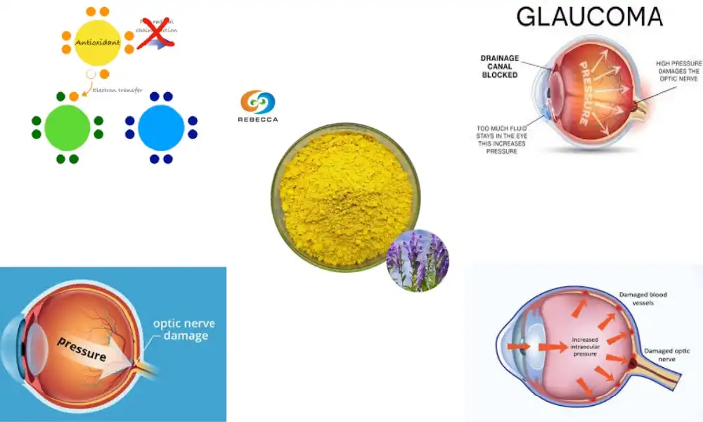 Does baicalein lower glaucoma pressure?